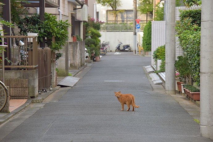 街のねこたち