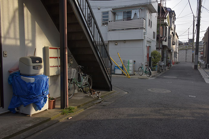 街のねこたち