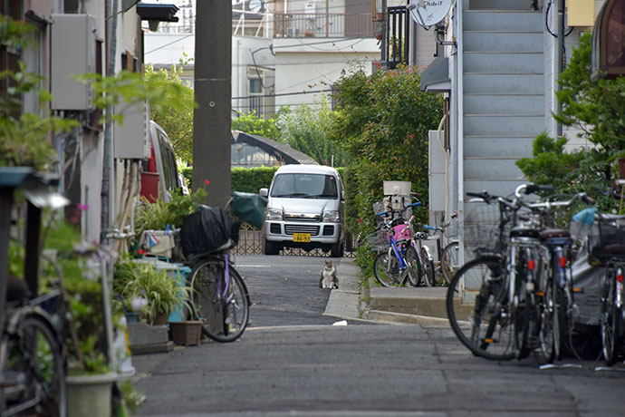 街のねこたち