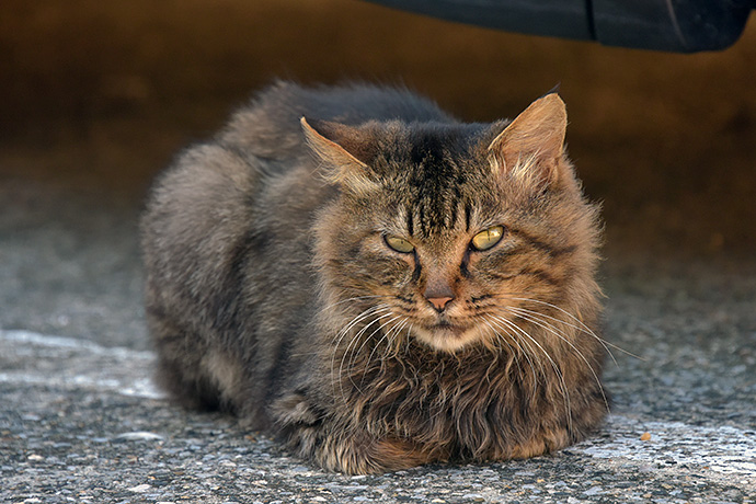 街のねこたち