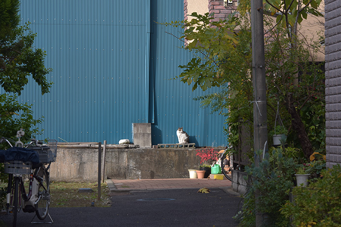 街のねこたち
