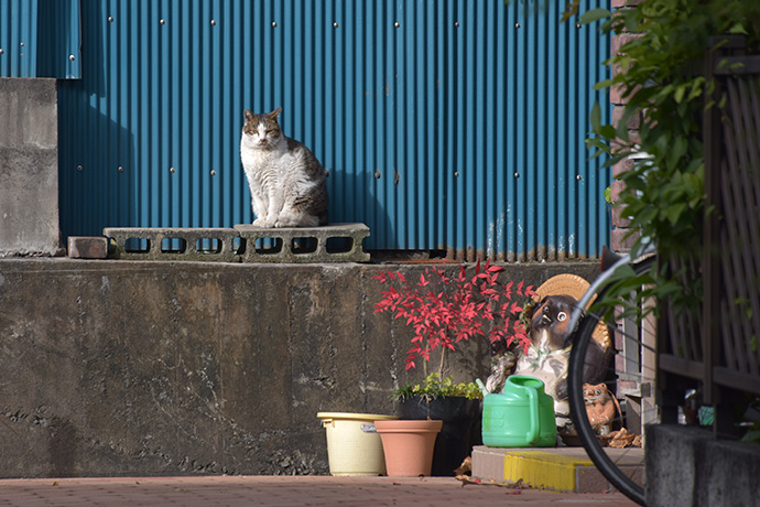 街のねこたち