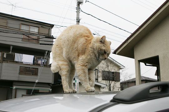 街のねこたち