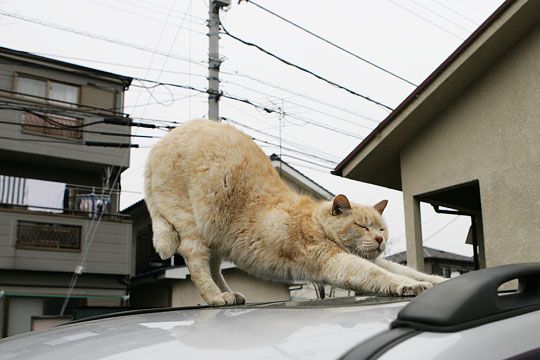 街のねこたち