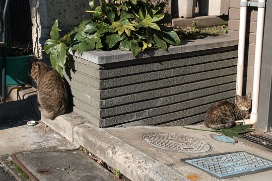 街のねこたち