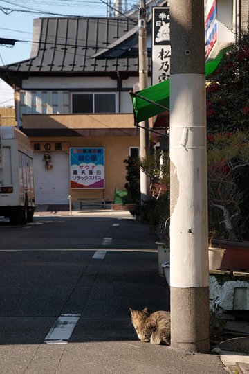 街のねこたち