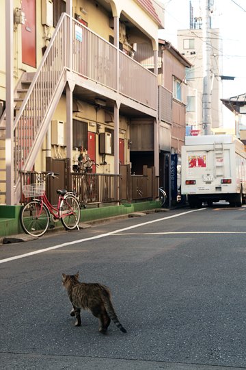 街のねこたち