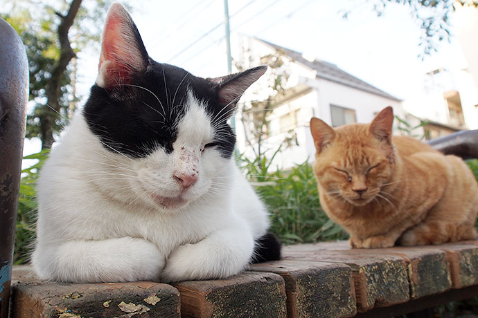 街のねこたち
