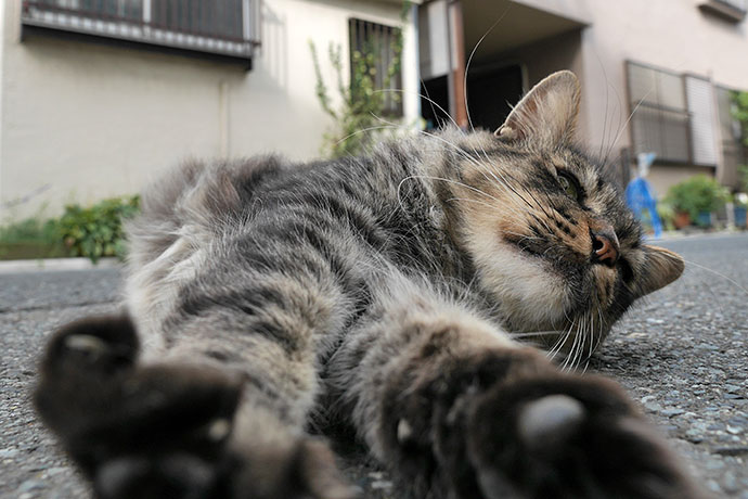 街のねこたち
