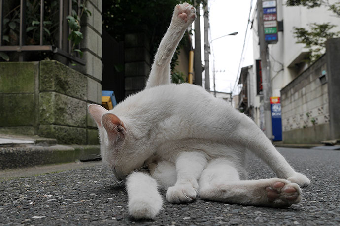 街のねこたち