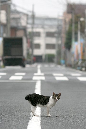 街のねこたち