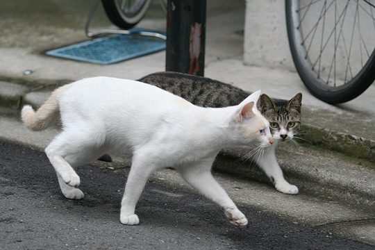 街のねこたち