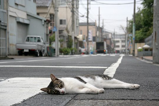 街のねこたち