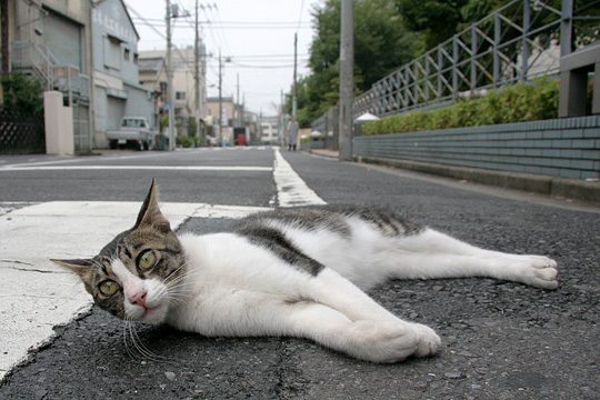 街のねこたち