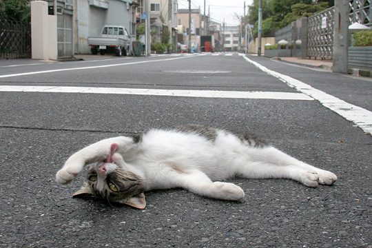 街のねこたち