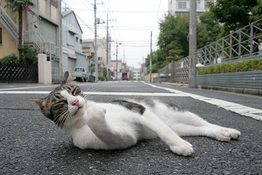 街のねこたち