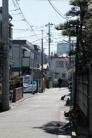 街のねこたち