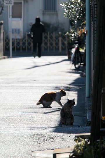街のねこたち