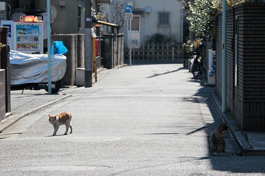 街のねこたち