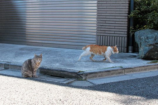 街のねこたち