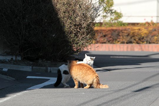 街のねこたち