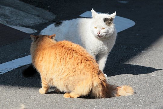 街のねこたち