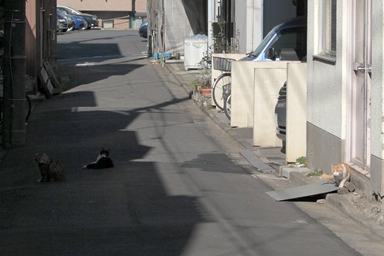 街のねこたち