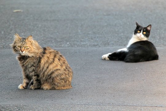 街のねこたち