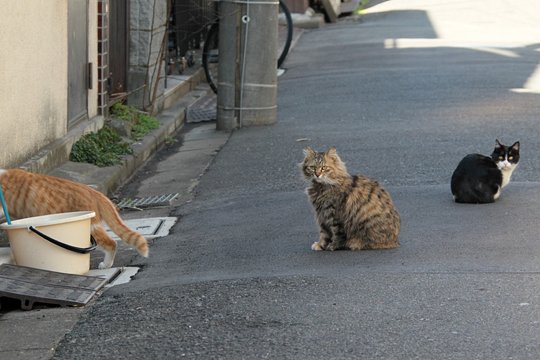 街のねこたち