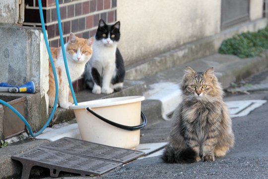 街のねこたち