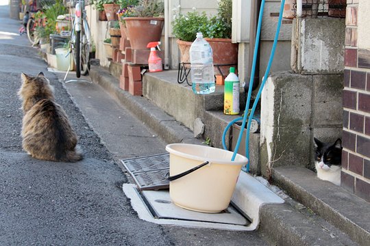 街のねこたち