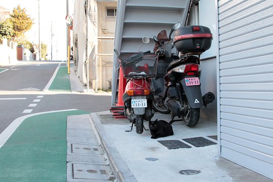 街のねこたち