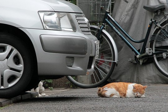 街のねこたち