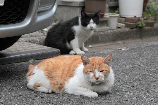 街のねこたち