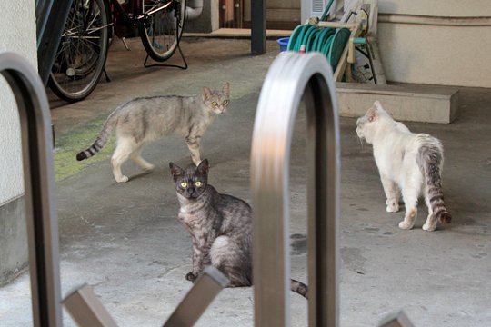街のねこたち