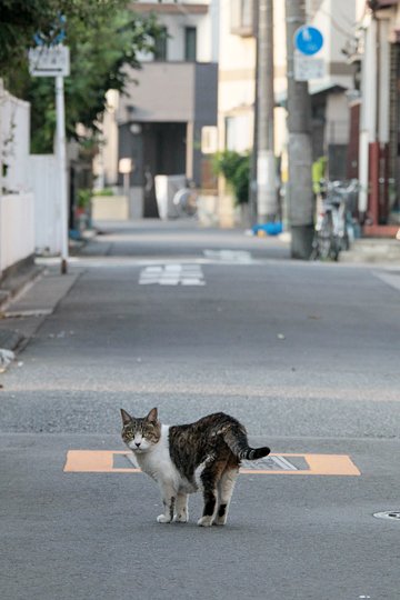 街のねこたち