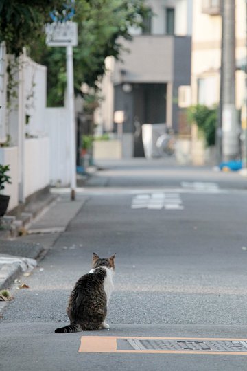 街のねこたち