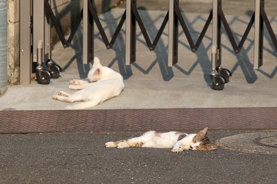 街のねこたち