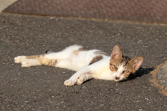 街のねこたち