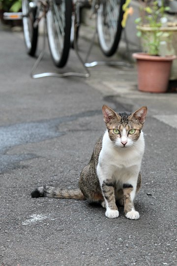 街のねこたち