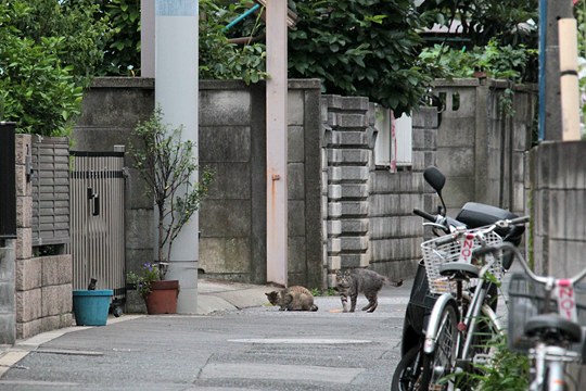 街のねこたち