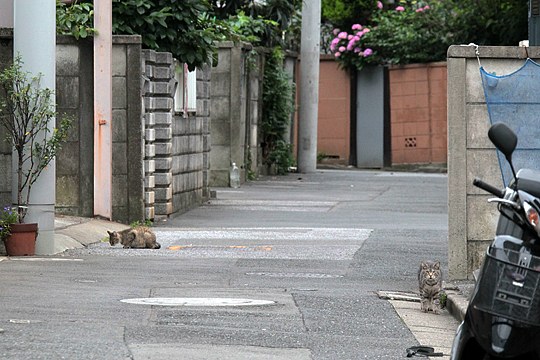 街のねこたち