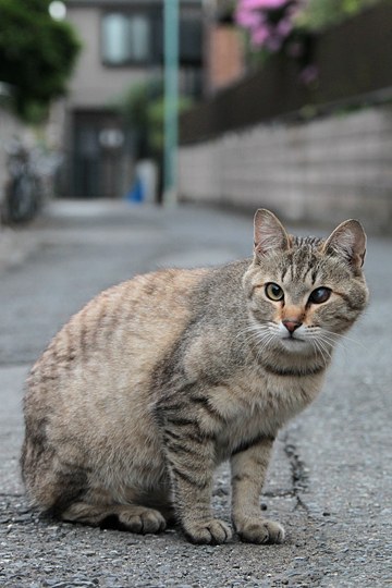 街のねこたち