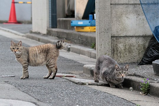 街のねこたち