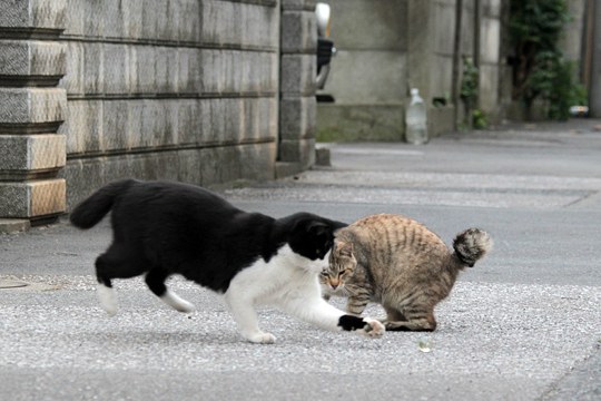 街のねこたち