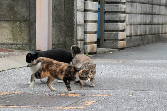 街のねこたち