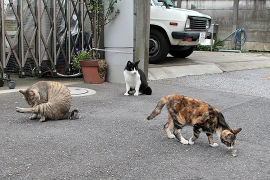 街のねこたち