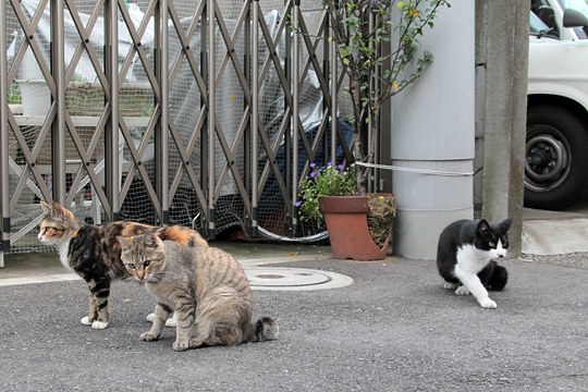 街のねこたち