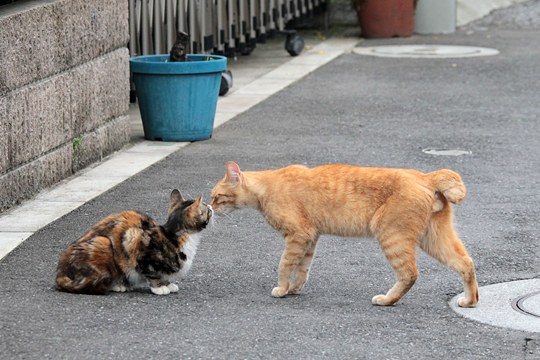 街のねこたち