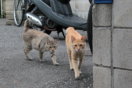 街のねこたち